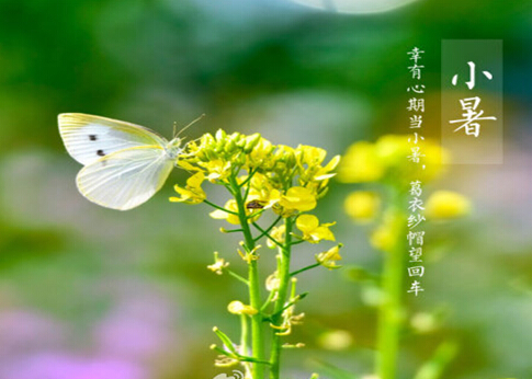 小暑的短信祝福语最新或2024（历届）