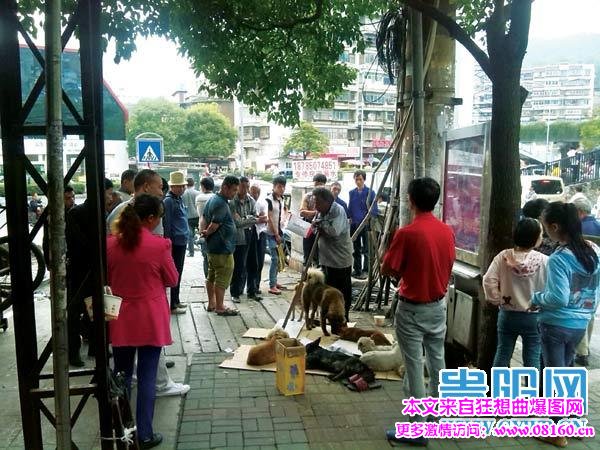 七旬老人带数条流浪狗乞讨十年，11年收养了27条狗狗
