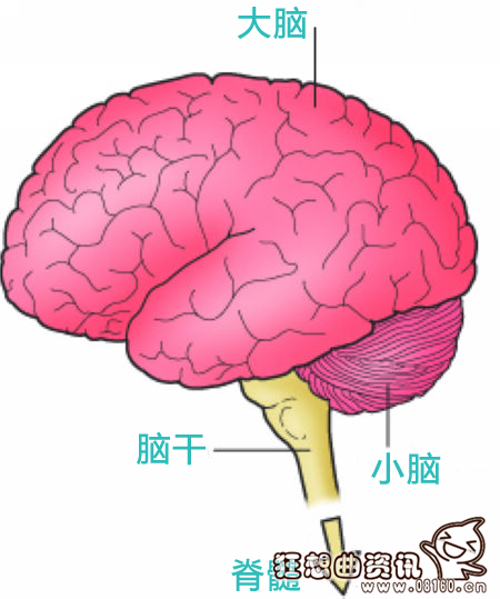 脑死亡是不是已经死了？脑死亡的诊断标准最新或2024（历届）最新
